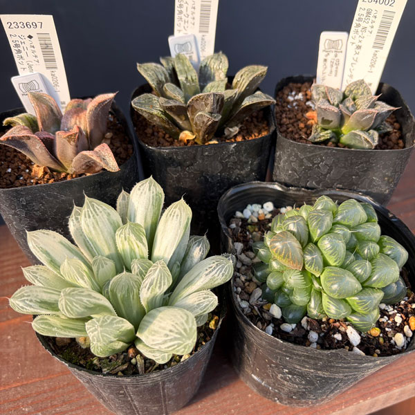 ハオルチア:福袋Bセット(5株セット)