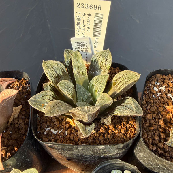 ハオルチア:福袋Bセット(5株セット)