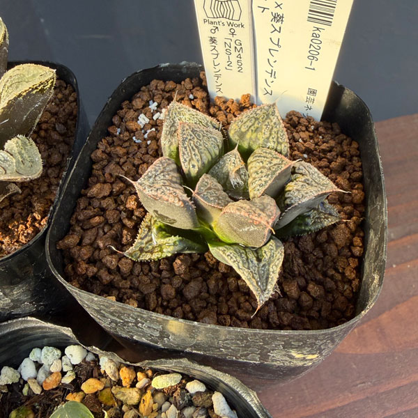 ハオルチア:福袋Bセット(5株セット)