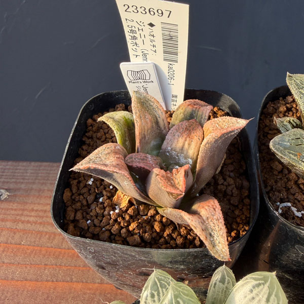 ハオルチア:福袋Bセット(5株セット)