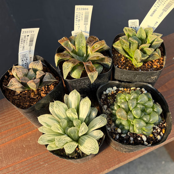 ハオルチア:福袋Cセット(5株セット)