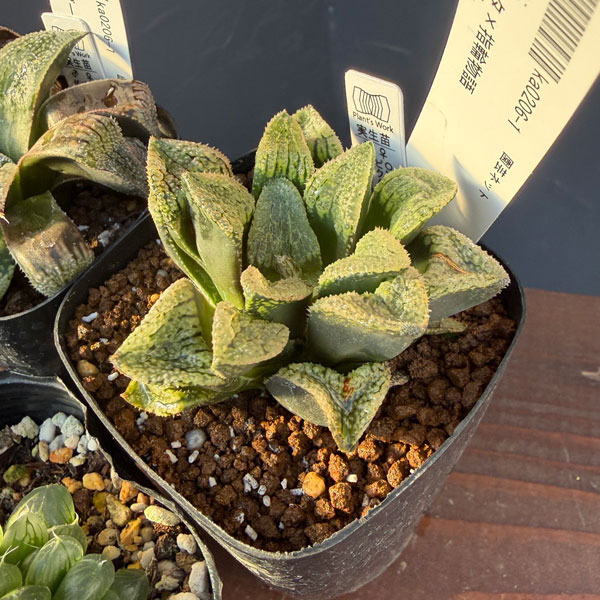 ハオルチア:福袋Cセット(5株セット)