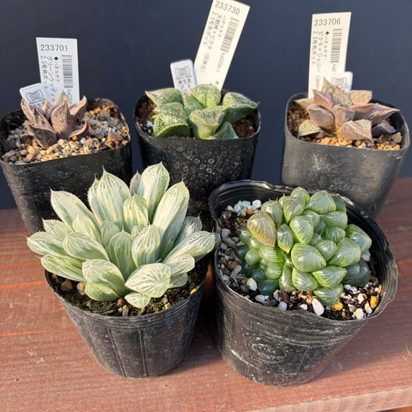 ハオルチア:福袋Dセット(5株セット)