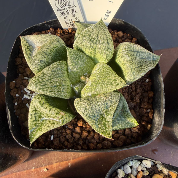 ハオルチア:福袋Dセット(5株セット)