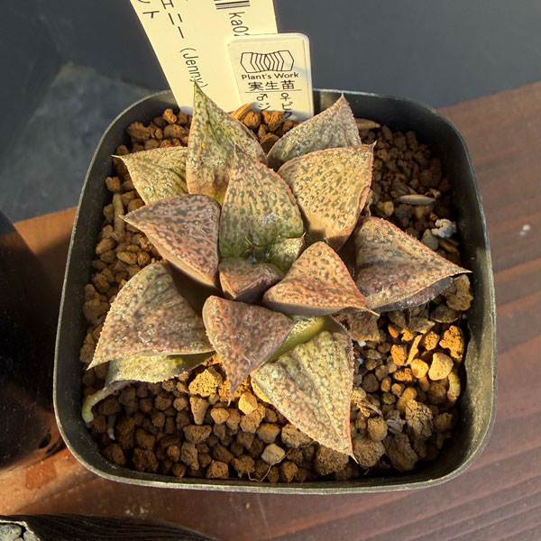 ハオルチア:福袋Dセット(5株セット)