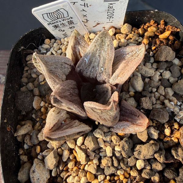 ハオルチア:福袋Dセット(5株セット)