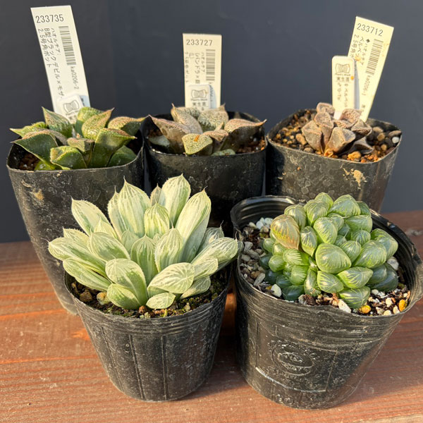 ハオルチア:福袋Eセット(5株セット)