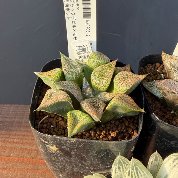 ハオルチア:福袋Eセット(5株セット)