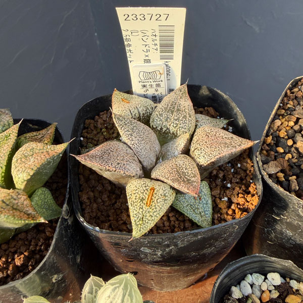 ハオルチア:福袋Eセット(5株セット)