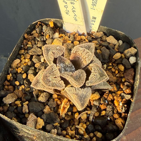 ハオルチア:福袋Eセット(5株セット)