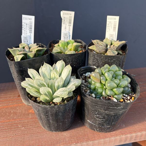 ハオルチア:福袋Fセット(5株セット)