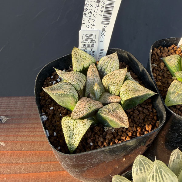 ハオルチア:福袋Fセット(5株セット)