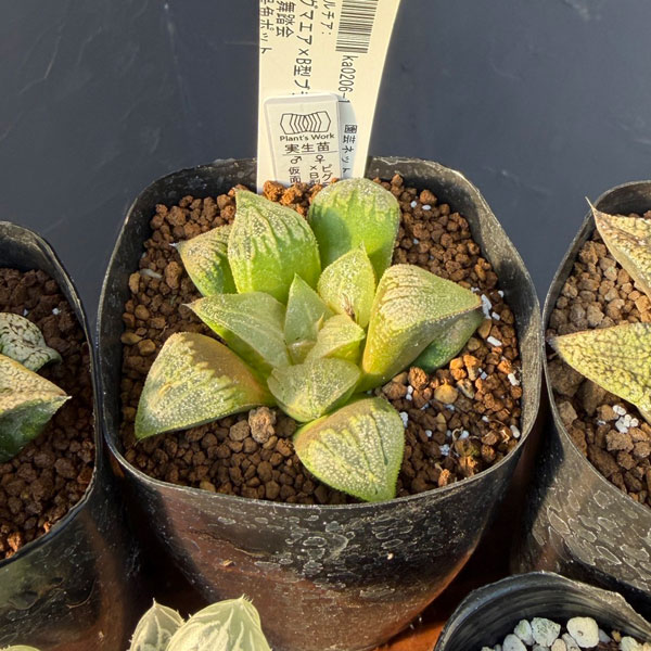 ハオルチア:福袋Fセット(5株セット)