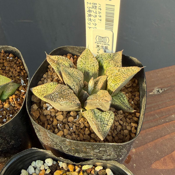 ハオルチア:福袋Fセット(5株セット)