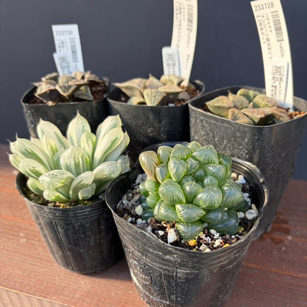 ハオルチア:福袋Gセット(5株セット)