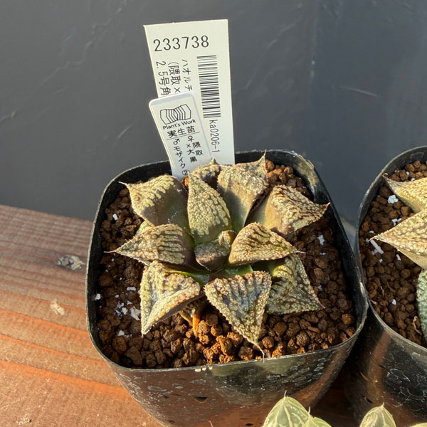 ハオルチア:福袋Gセット(5株セット)