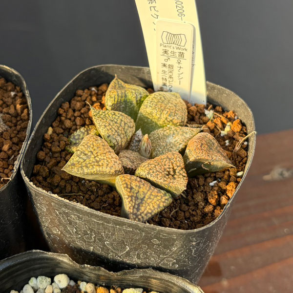 ハオルチア:福袋Gセット(5株セット)