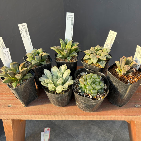 ハオルチア:福袋Hセット(7株セット)