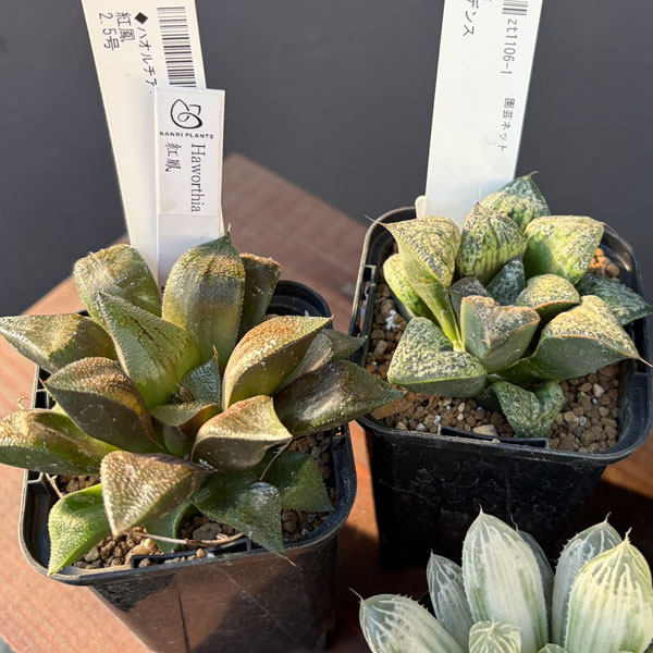 ハオルチア:福袋Hセット(7株セット)