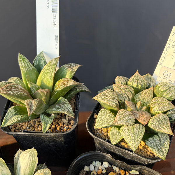 ハオルチア:福袋Hセット(7株セット)