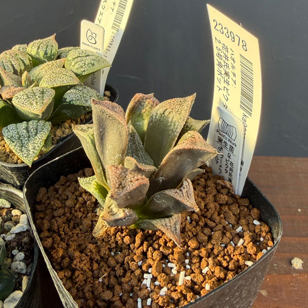 ハオルチア:福袋Hセット(7株セット)