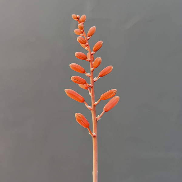 アロエ：オリジナルハイブリット　3号鉢植え25-01