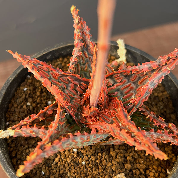 アロエ：オリジナルハイブリット　3号鉢植え25-01