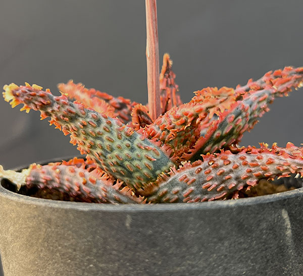 アロエ：オリジナルハイブリット　3号鉢植え25-01