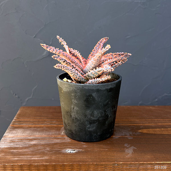 アロエ:オリジナルハイブリット 3号鉢植え25-02