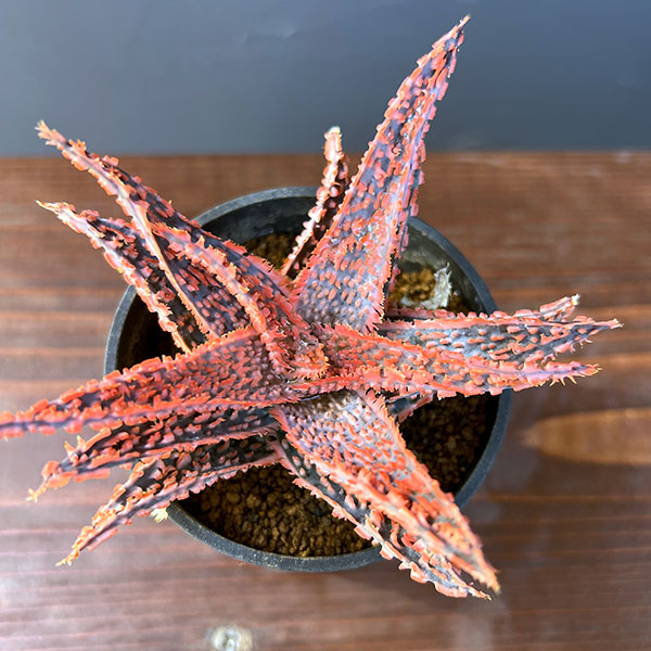 アロエ:オリジナルハイブリット 3号鉢植え25-02