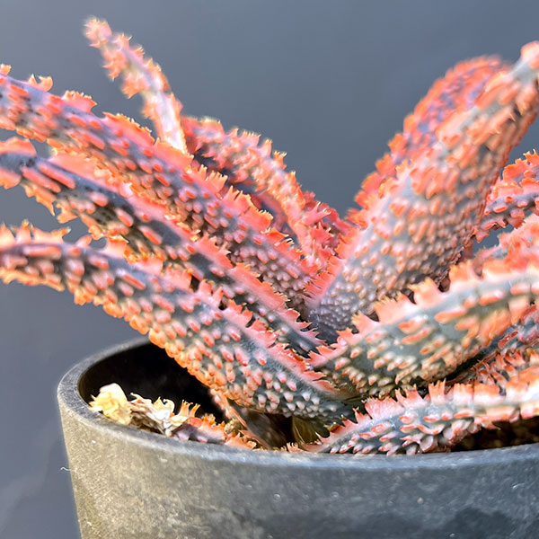 アロエ:オリジナルハイブリット 3号鉢植え25-02