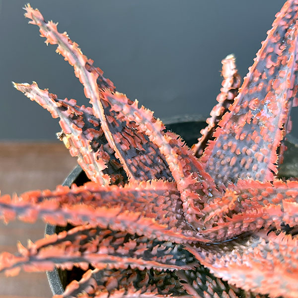 アロエ:オリジナルハイブリット 3号鉢植え25-02