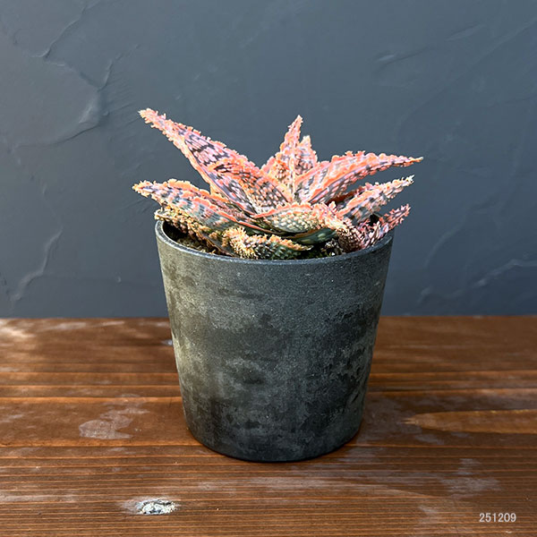 アロエ:オリジナルハイブリット 3号鉢植え25-03