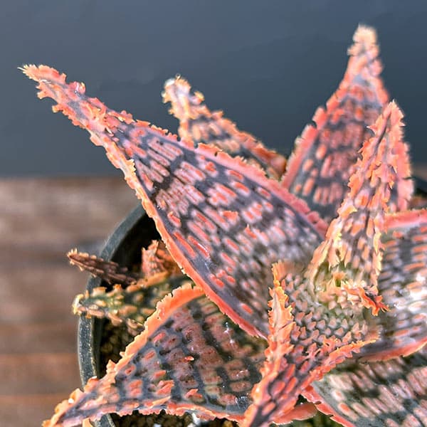 アロエ:オリジナルハイブリット 3号鉢植え25-03