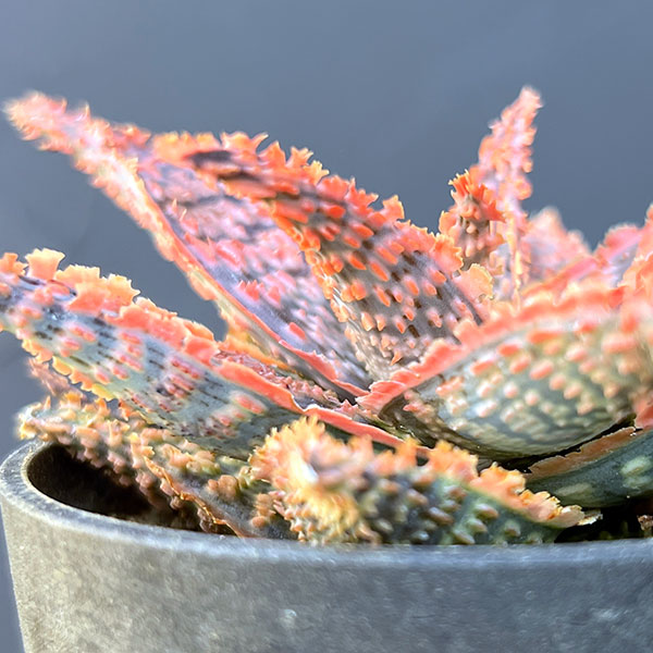 アロエ:オリジナルハイブリット 3号鉢植え25-03