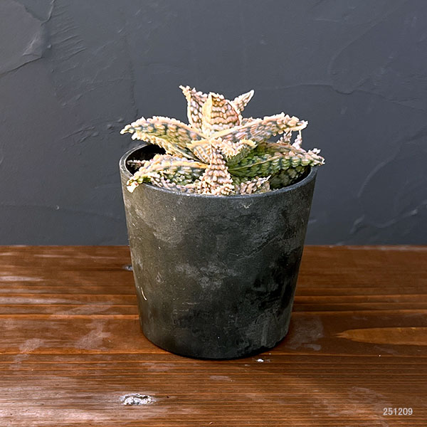 アロエ:オリジナルハイブリット 3号鉢植え25-04