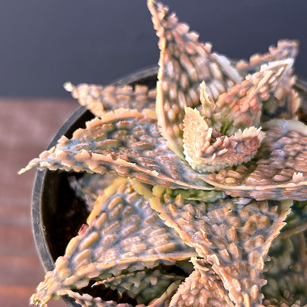 アロエ:オリジナルハイブリット 3号鉢植え25-04