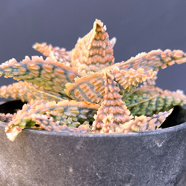 アロエ:オリジナルハイブリット 3号鉢植え25-04