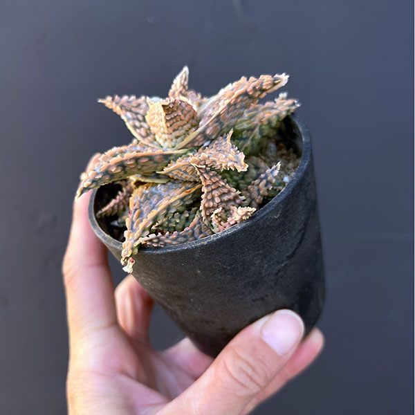 アロエ:オリジナルハイブリット 3号鉢植え25-04