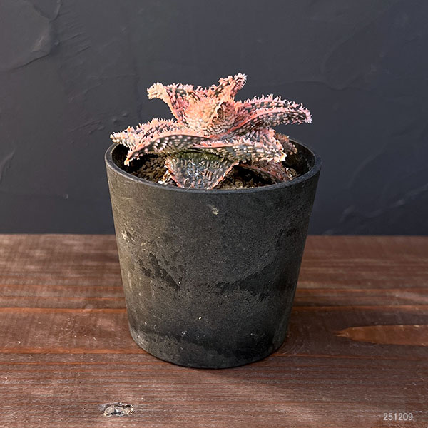 アロエ:オリジナルハイブリット 3号鉢植え25-05