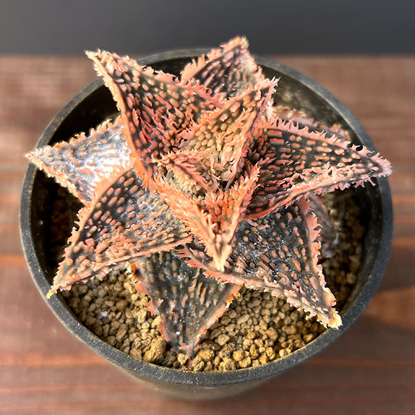 アロエ:オリジナルハイブリット 3号鉢植え25-05