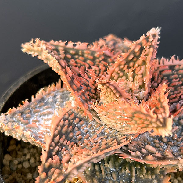 アロエ:オリジナルハイブリット 3号鉢植え25-05