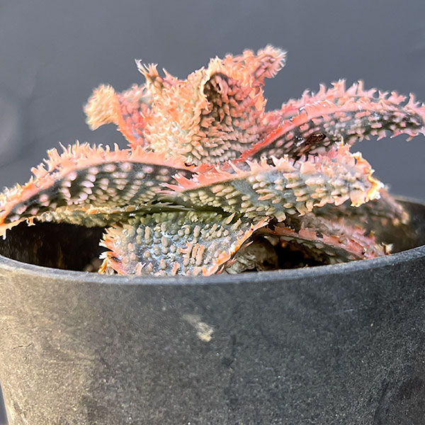 アロエ:オリジナルハイブリット 3号鉢植え25-05