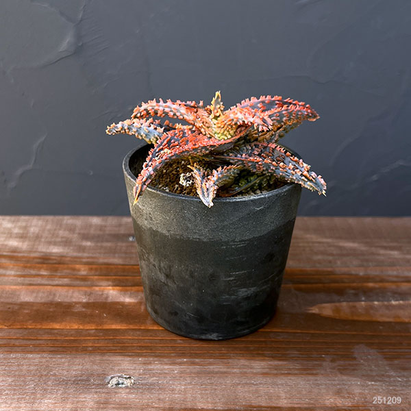 アロエ:オリジナルハイブリット 3号鉢植え25-06