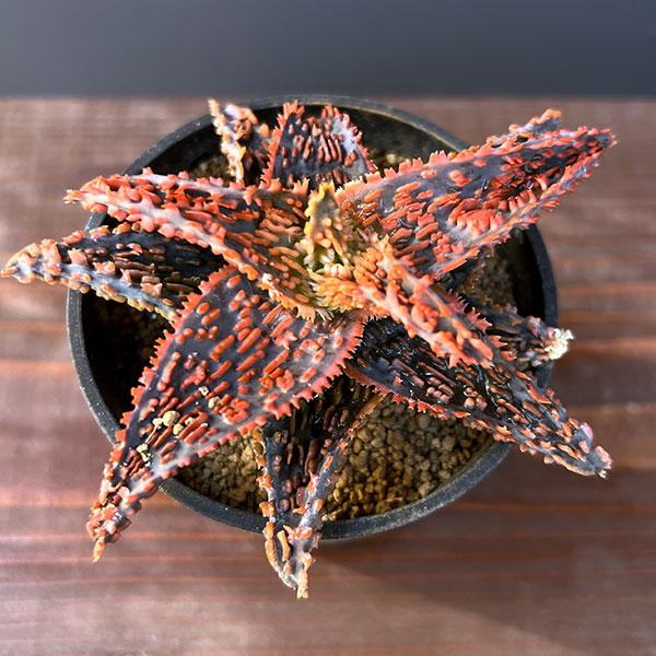 アロエ:オリジナルハイブリット 3号鉢植え25-06