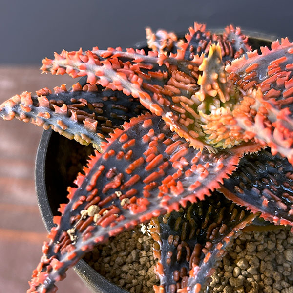 アロエ:オリジナルハイブリット 3号鉢植え25-06