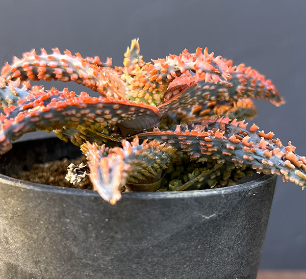 アロエ:オリジナルハイブリット 3号鉢植え25-06