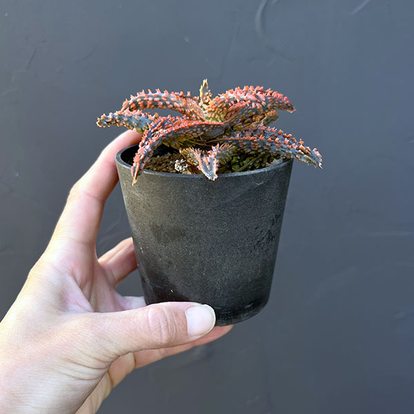 アロエ:オリジナルハイブリット 3号鉢植え25-06