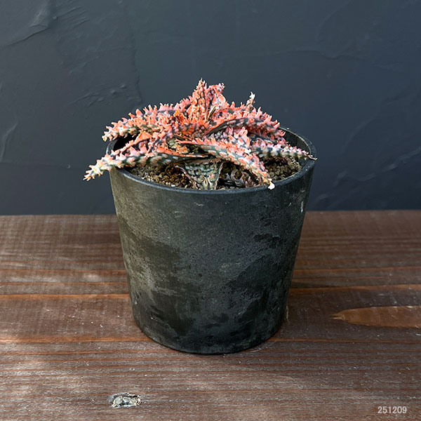 アロエ:オリジナルハイブリット 3号鉢植え25-07