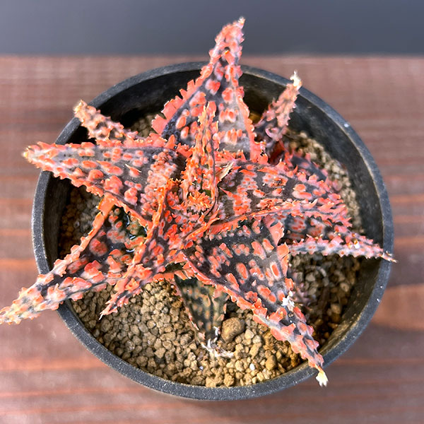 アロエ:オリジナルハイブリット 3号鉢植え25-07